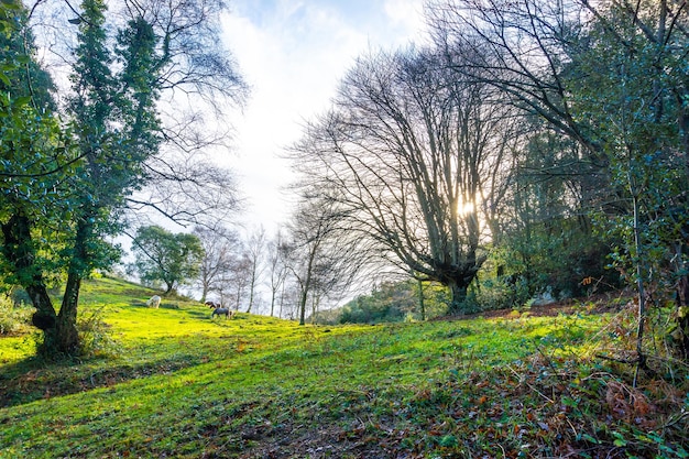 Lever du soleil dans la forêt de hêtres du Mont Arno dans la municipalité de Mutriku en Gipuzkoa Pays Basque Espagne