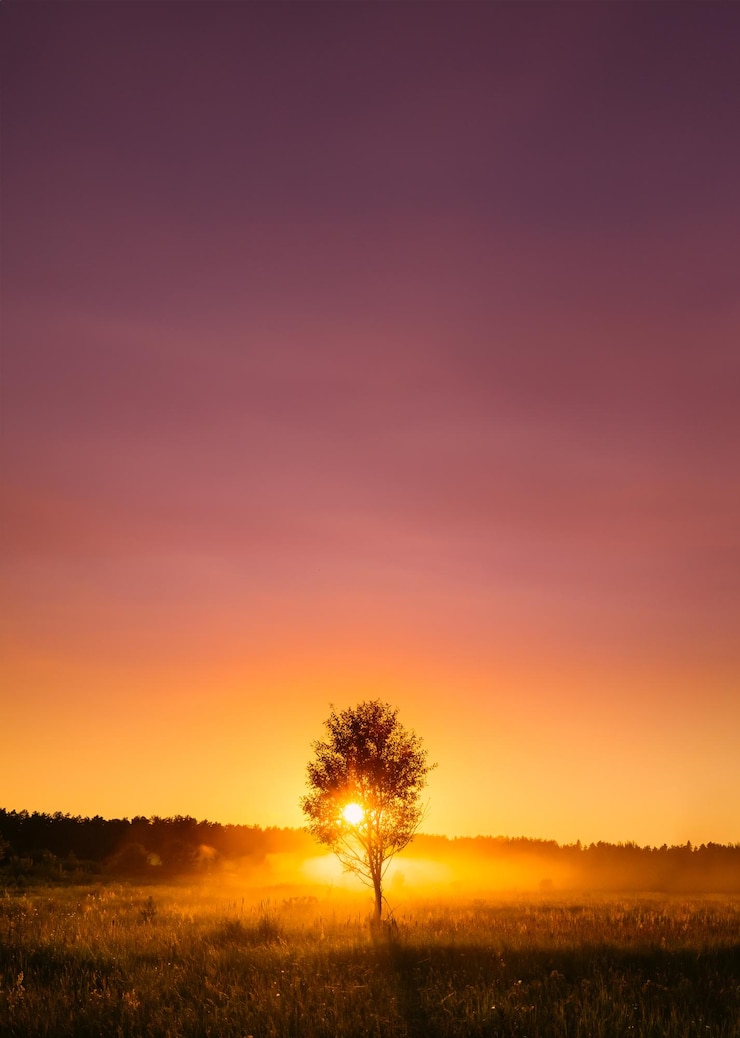Photo le lever du soleil dans le paysage de prairie d'automne brumeux avec un arbre solitaire le soleil avec le soleil naturel
