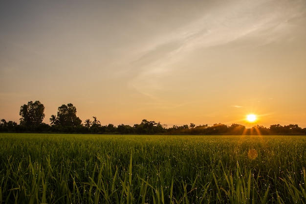 Lever du soleil dans la rizière