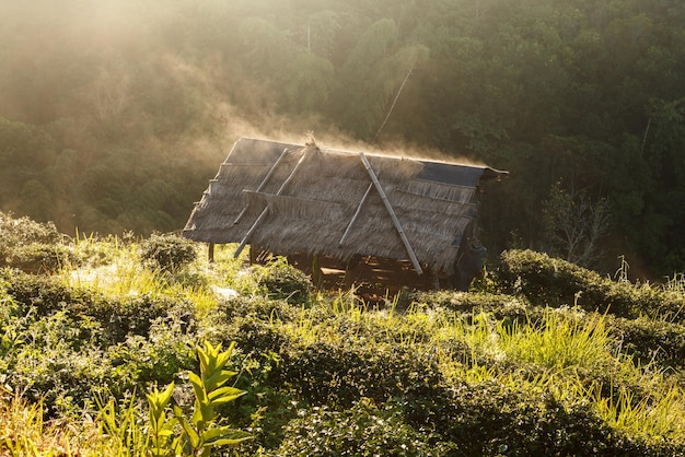 Lever du soleil du matin brumeux dans la plantation de thé et la hutte de Doi Ang Khang Chiang Mai Thaïlande