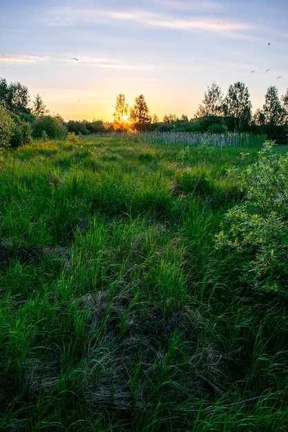 Lever du soleil d'été lumineux sur le terrain