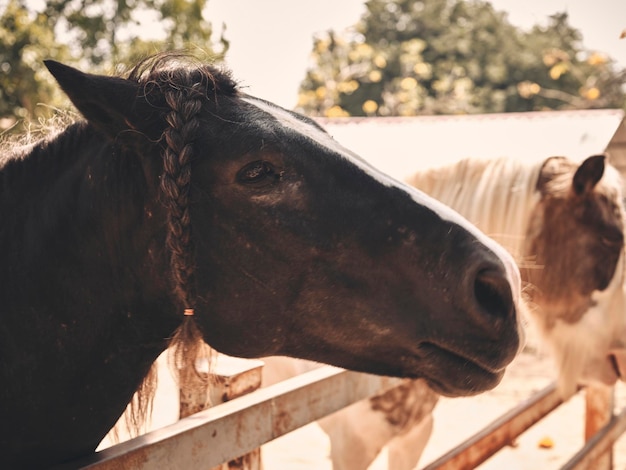 Lever du soleil à la ferme avec de beaux chevaux