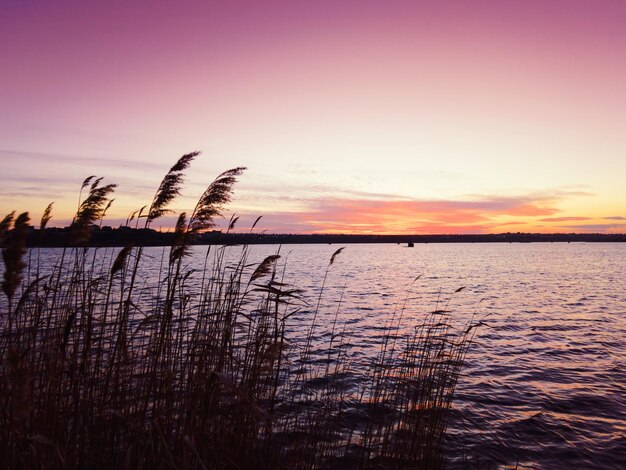 Lever du soleil sur le lac avec des roseaux au premier plan