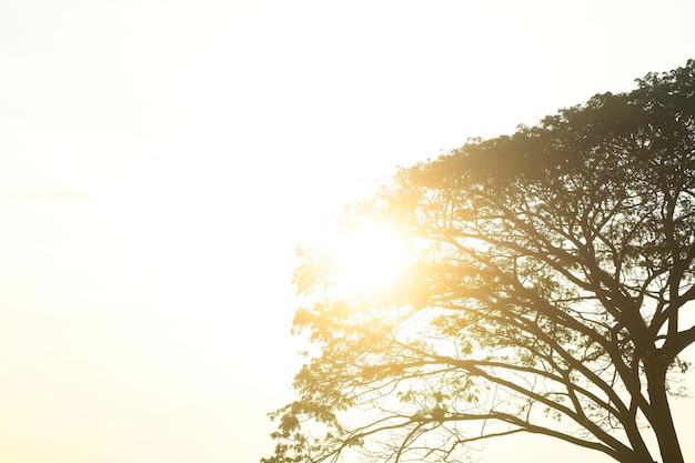 Le lever du soleil le matin avec la silhouette d'un arbre