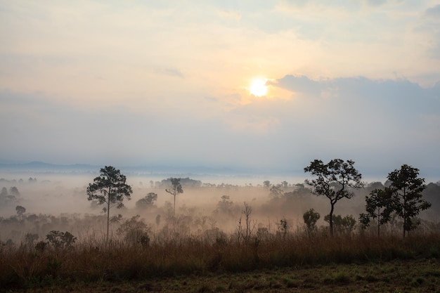 Lever du soleil matinal brumeux au parc national de Thung Salang Luang PhetchabunThailand