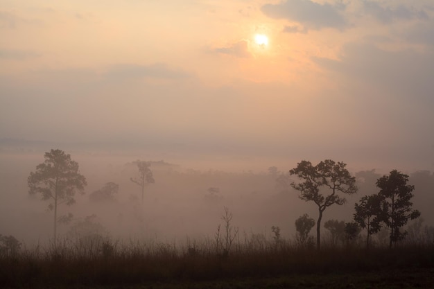 Lever du soleil matinal brumeux au parc national de Thung Salang Luang PhetchabunTung slang luang