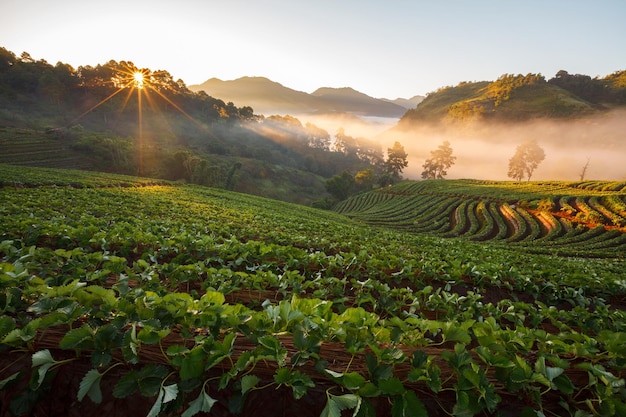 Lever du soleil matinal brumeux dans le jardin de fraises à la montagne Doi angkhang chiangmai thaïlande