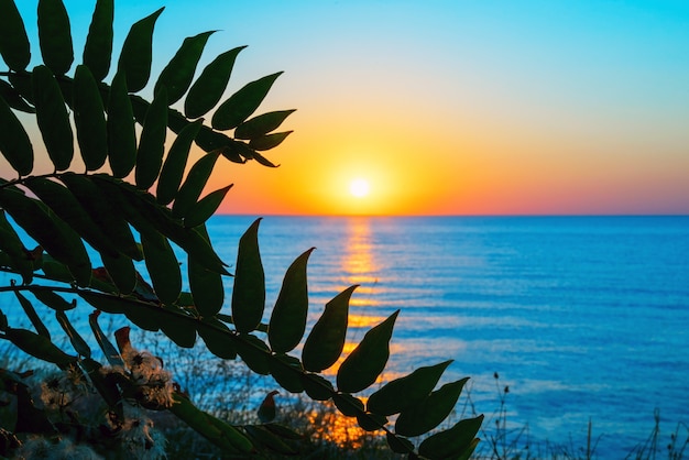 Lever du soleil sur la mer noire à travers les feuilles. Crimée.