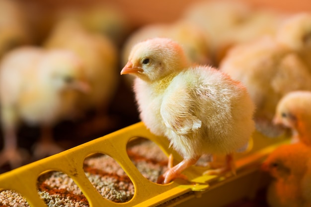 Élever des poulets dans une ferme avicole