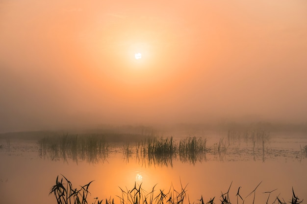 Lever de soleil brumeux dans un champ d'été