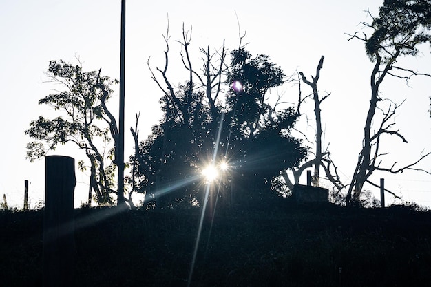 Photo lever de soleil entre les arbres dans la localité d'arace dans l'état d'espirito santo brésil