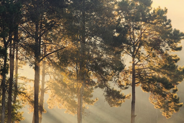 Photo lever de soleil matin brumeux avec pin et rayon de lumière en forêt, fond de nature