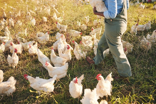 Éleveur de poulet marchant et champ avec troupeau en plein air et produit biologique avec soins durables pour le bétail Expert en volaille herbe et terre pour les oiseaux dans la nature, la campagne et l'agriculture