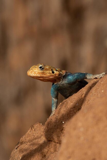 Le lézard Agama au Kenya, en Afrique