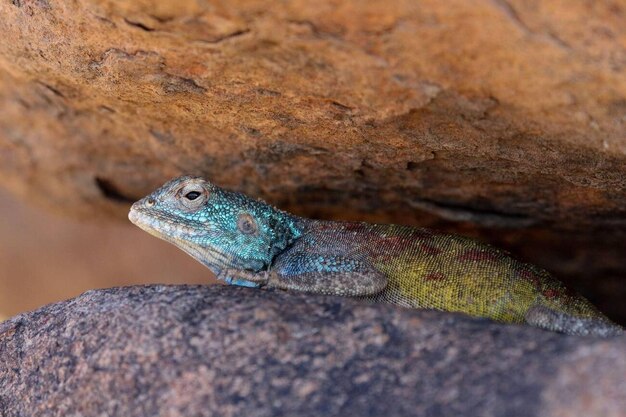 Photo le lézard agama coloré prend le soleil entre les rochers près du terrain de jeu des géants en namibie.