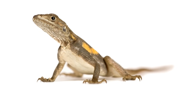 Lézard Agama isolé