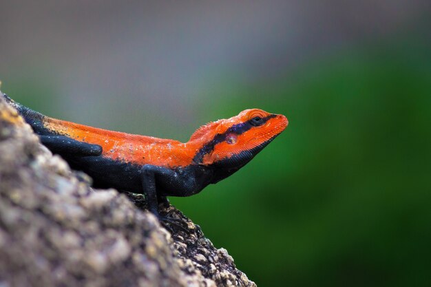 Lézard Agama de roche