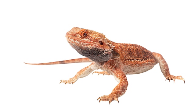 Lézard agama rouge isolé sur fond blanc