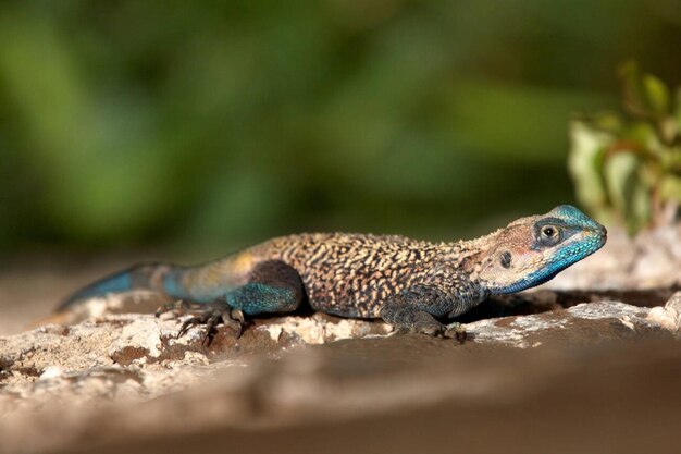 Le lézard agama à tête bleue d'Éthiopie