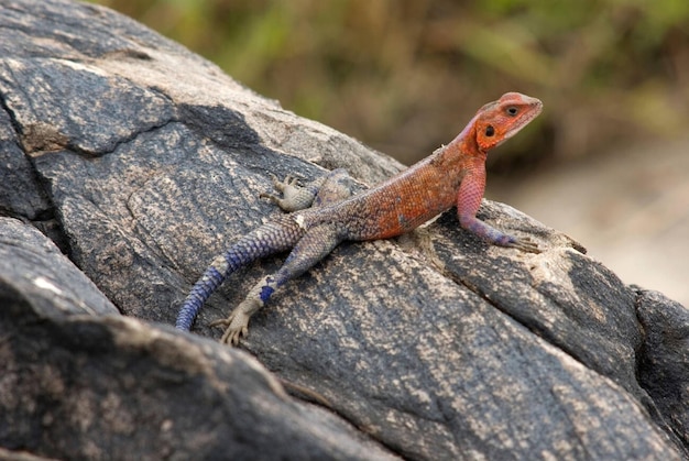 Le lézard Agama à tête rouge