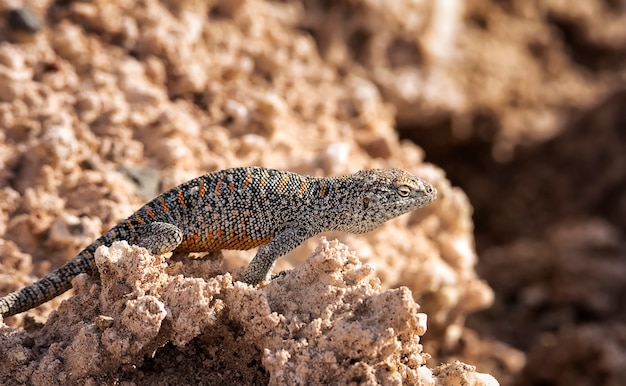 Lézard des Andes sur le sable salé dans le désert d'Atacama