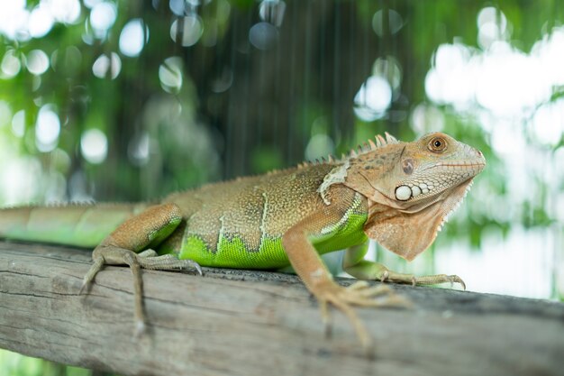 Lézard, animal, lézard vert avec arrière-plan flou