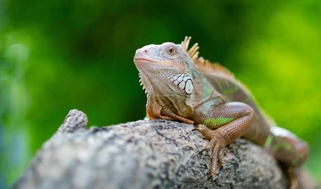 lézard animal lézard vert avec fond flou