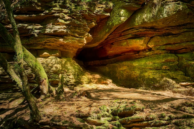 Lézard sur l'arbre