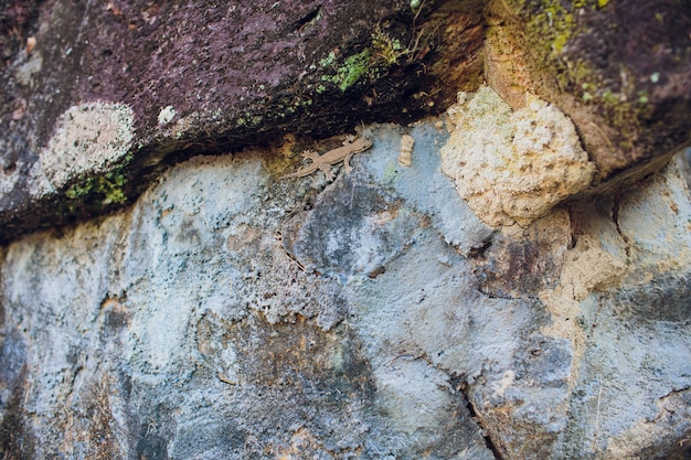 Lézard assis sur des rochers