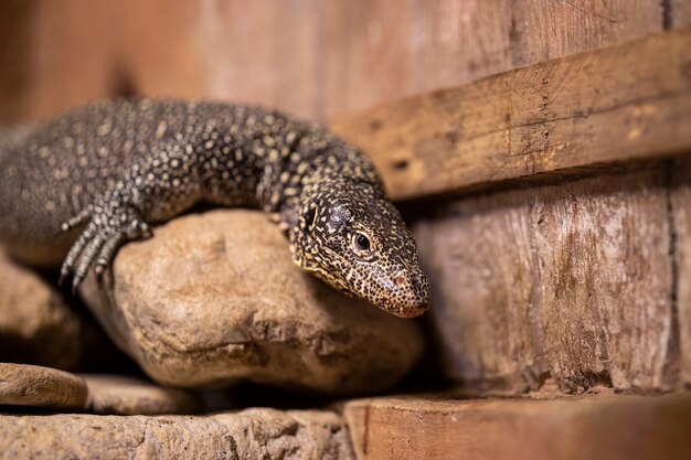 Un lézard au zoo