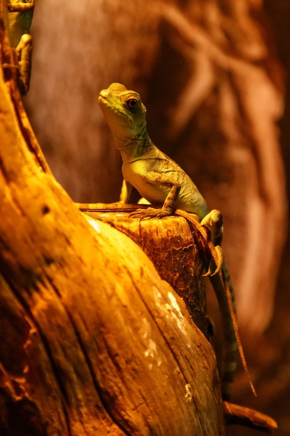 Lézard Basiliscus Plumifrons basilic à crête verte