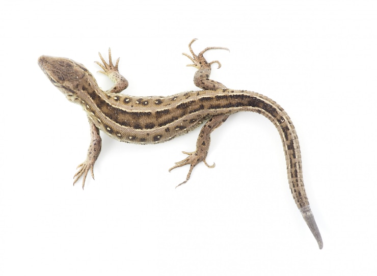 Photo lézard sur blanc isolé