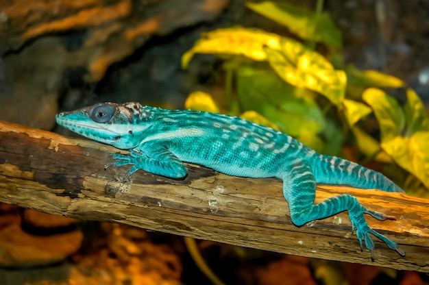 Photo lézard bleu