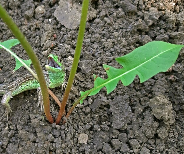 Photo un lézard à bouche ouverte dans le jardin