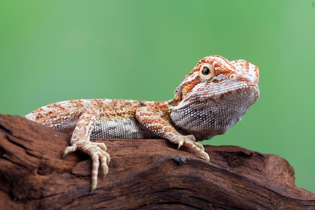 Un lézard sur une branche avec un fond vert