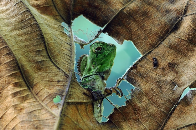 lézard caméléon reptiles vert