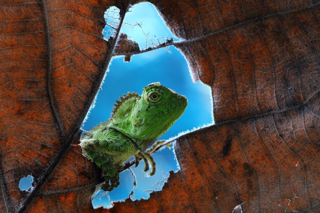 lézard caméléon reptiles vert