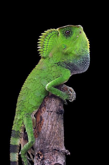 lézard caméléon reptiles vert