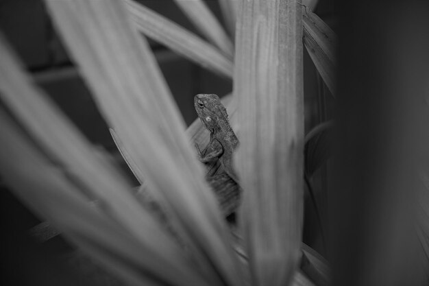 Photo lézard chasseur caméléon