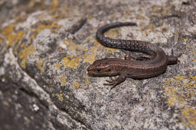 Lézard chauffant sur une pierre chaude.