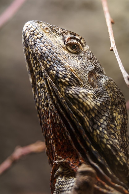 Le lézard à collerette