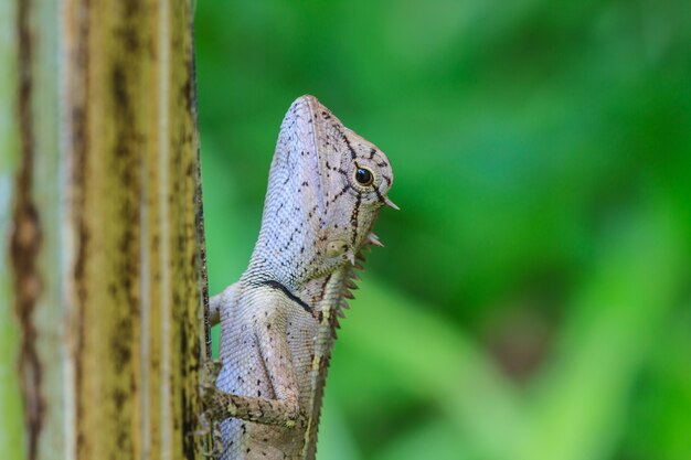 Lézard à crête verte