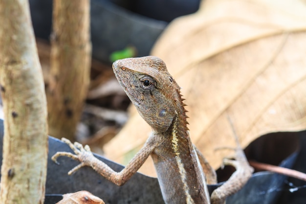 Lézard à crête verte