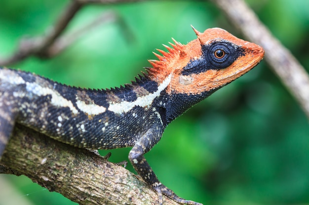 Lézard à crête verte