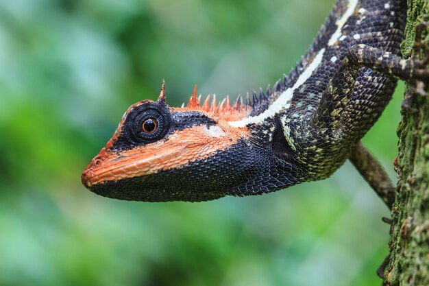 Lézard à crête verte