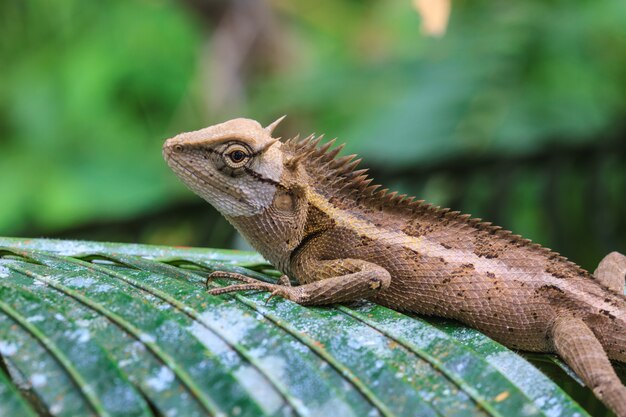 Lézard à crête verte