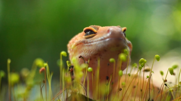 Un lézard dans un champ d'herbe