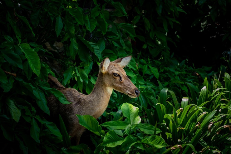 Photo un lézard dans un champ