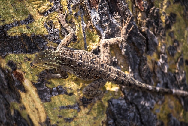 Un lézard dans le parc national de Nakuru au Kenya