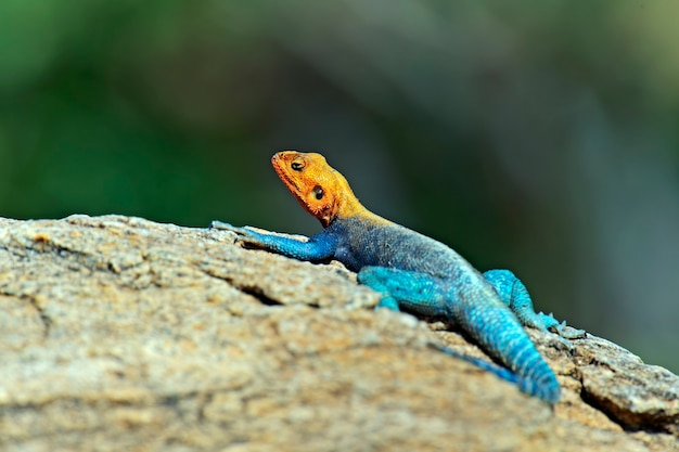 Lézard dans la savane africaine dans leur milieu naturel